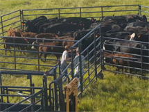 Portable cattle corral
