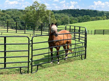 Horse round pen