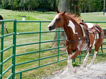 Horse round pen panels