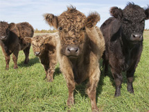 cattle working pens