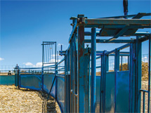 cattle working pens factory