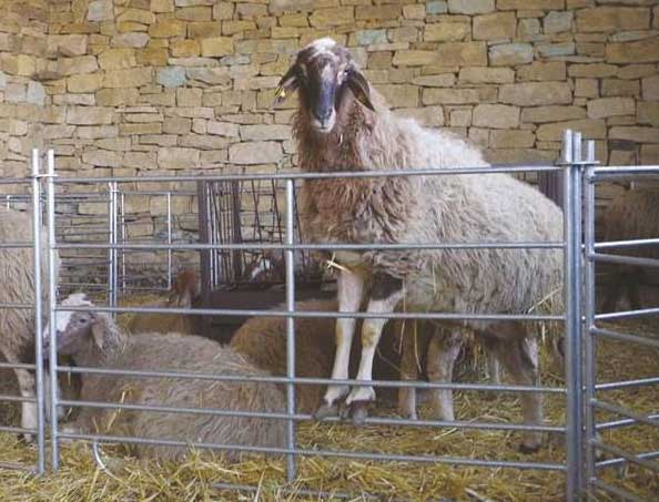 Sheep corral panels