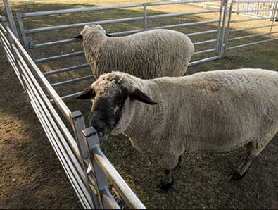sheep yard mesh manufacturer