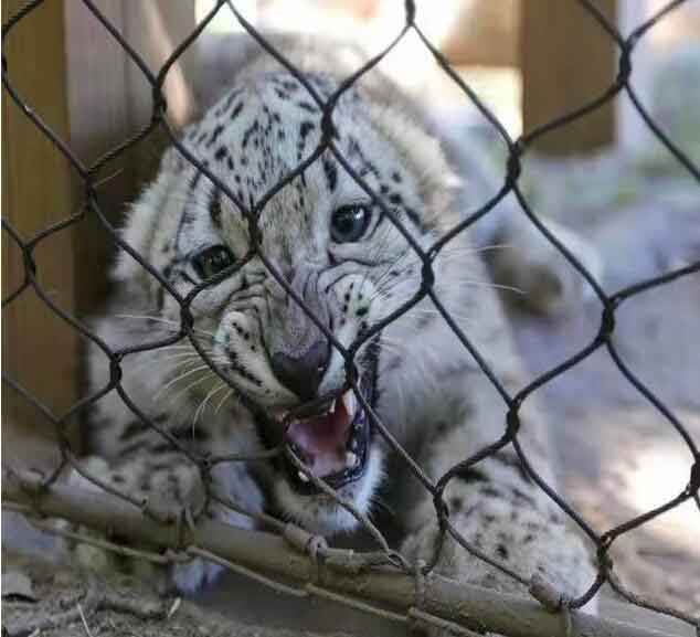 zoo fence