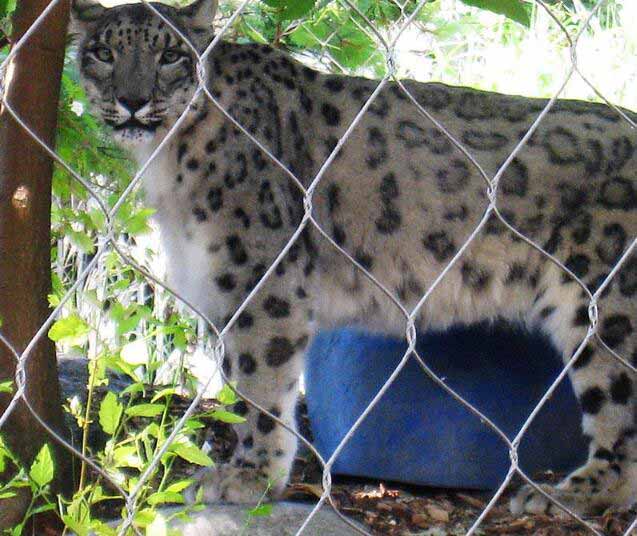 zoo fence